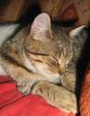 Cat lost - Mayo