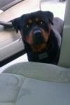 Dog lost - Tipperary