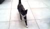 Cat lost - Wicklow