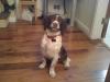 Dog lost - Roscommon