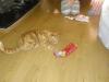 Cat lost - Kildare