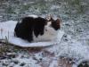 Cat lost - Wicklow