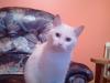 Cat lost - Mayo