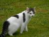 Cat lost - Waterford
