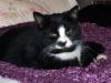 Cat lost - Tipperary