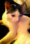 Cat lost - Kildare