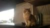 Cat lost - Meath