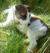 Dog lost - Clare