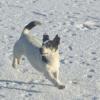 Dog lost - Tipperary