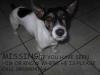 Dog lost - Mayo