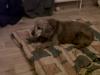 Dog lost - Cork