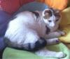 Cat lost - Kildare