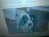 Dog lost - Cork