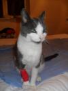 Cat lost - Kildare