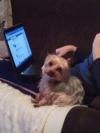 Dog lost - Limerick