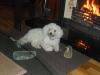 Dog lost - Tipperary