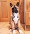 Dog lost - Galway