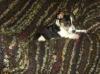 Dog lost - Cork