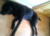 Dog lost - Mayo