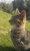 Cat lost - Dublin
