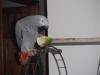 Bird lost - Wicklow