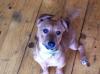 Dog lost - Dublin