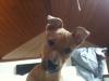Dog lost - Dublin
