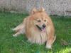 Dog lost - Galway