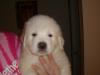 Dog lost - Galway