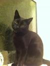 Cat lost - Dublin