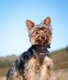 Dog lost - Wicklow