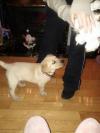 Dog lost - Dublin