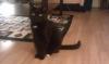 Cat lost - Dublin