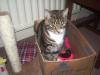 Cat lost - Carlow