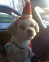 Dog lost - Wicklow