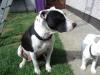 Dog lost - Dublin
