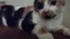 Cat lost - Dublin