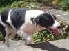 Dog lost - Kildare