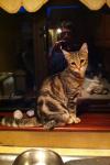 Cat lost - Dublin
