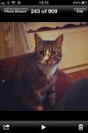 Cat lost - Dublin