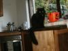 Cat lost - Wicklow