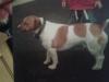 Dog lost - Galway