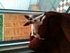 Dog lost - Dublin