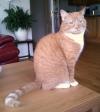 Cat lost - Dublin
