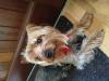 Dog lost - Wexford
