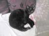 Cat lost - Limerick