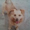 Dog lost - Kilkenny