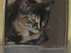 Cat lost - Limerick