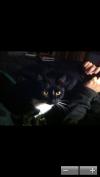Cat lost - Dublin