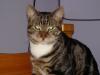 Cat lost - Waterford